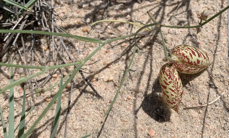 Astragalus ceramicus var. filifolius photo 6