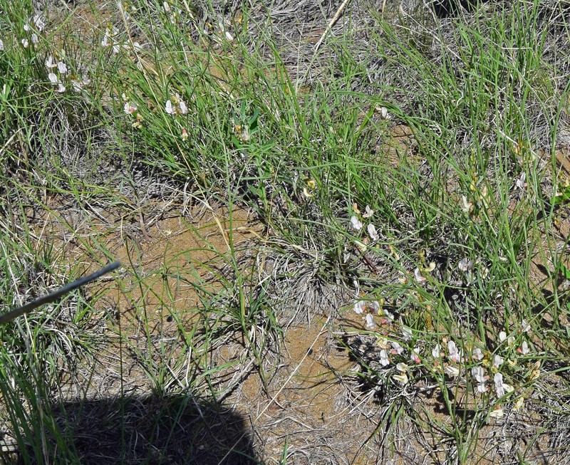 Astragalus ceramicus var. filifolius photo 7