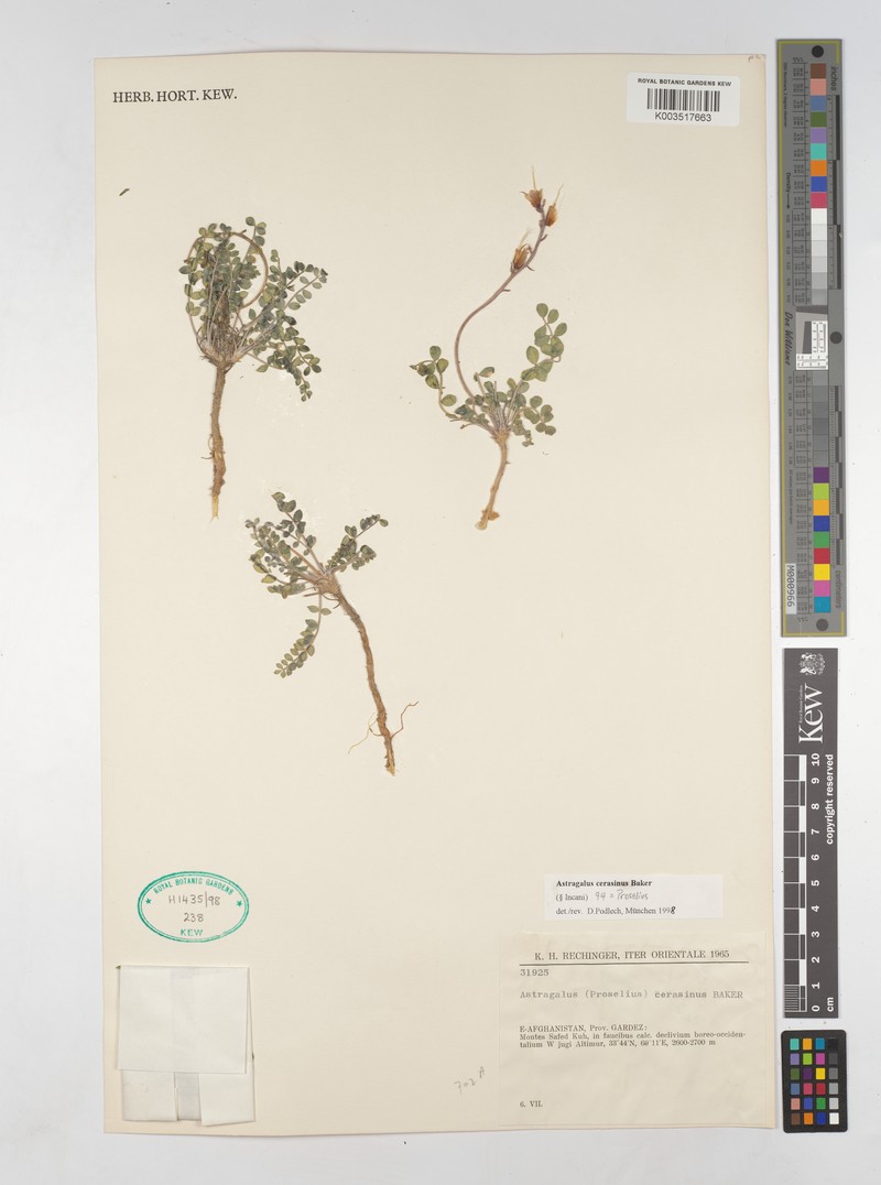 Astragalus cerasinus photo 2