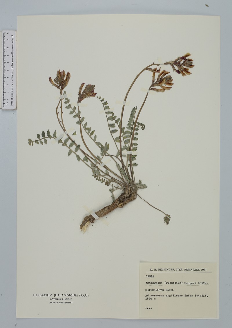 Astragalus cerasinus