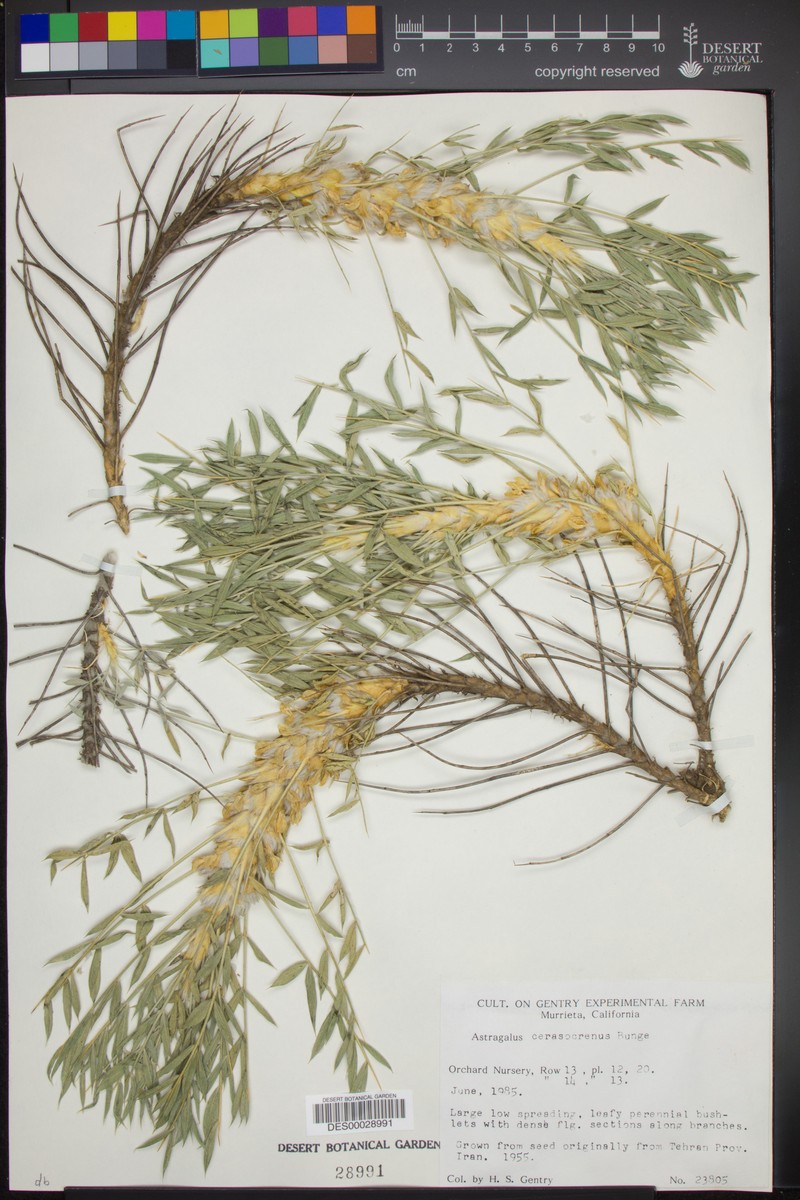 Astragalus cerasocrenus photo 2