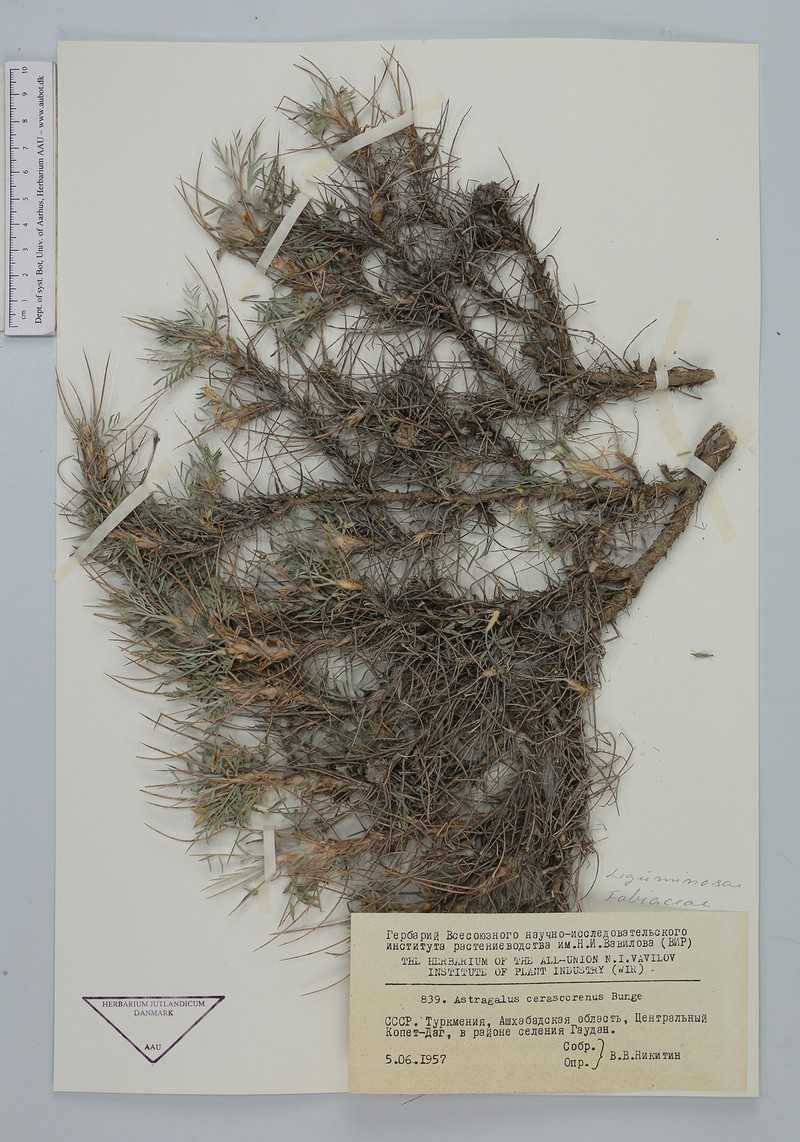 Astragalus cerasocrenus photo 3