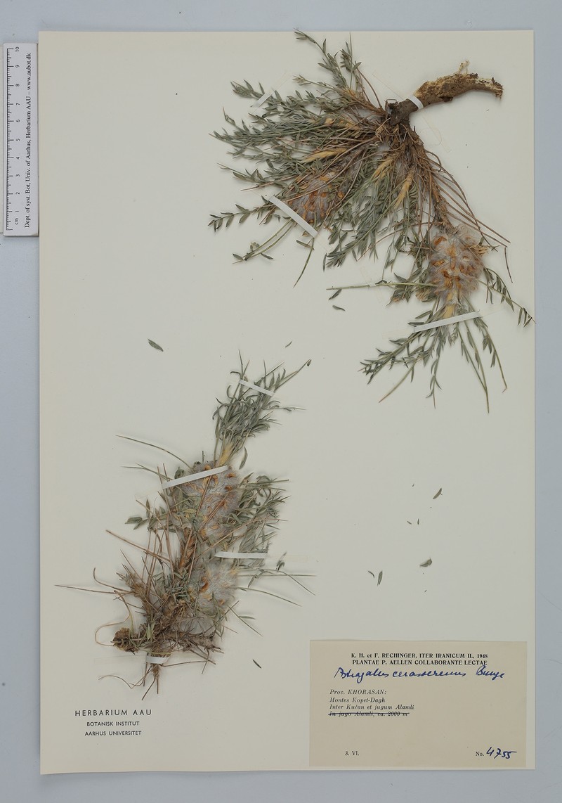 Astragalus cerasocrenus photo 4
