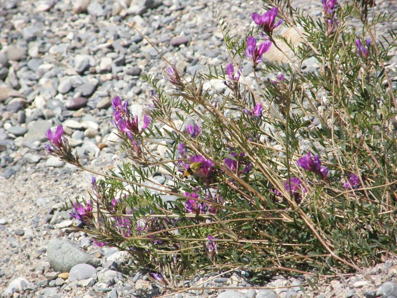Astragalus ceratoides