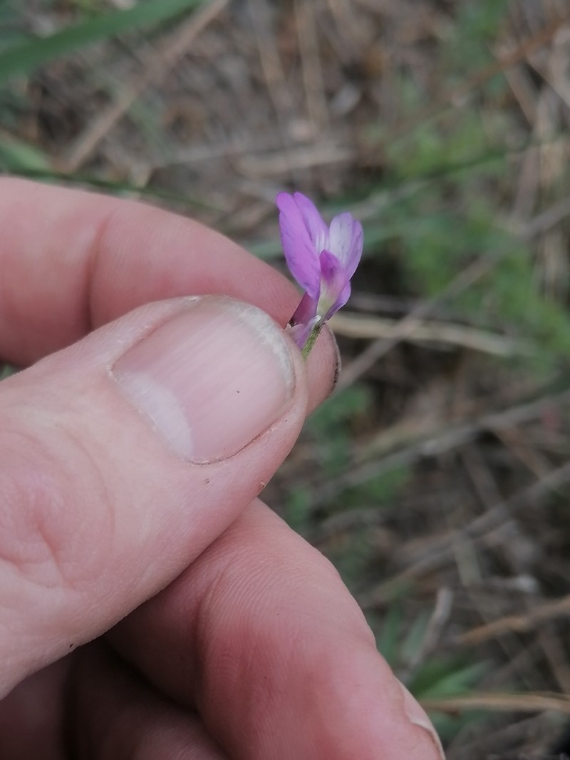 Astragalus ceratoides photo 2
