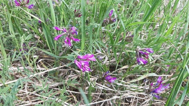 Astragalus ceratoides photo 3