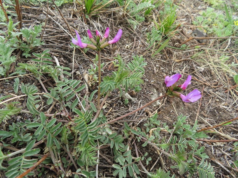 Astragalus ceratoides photo 4