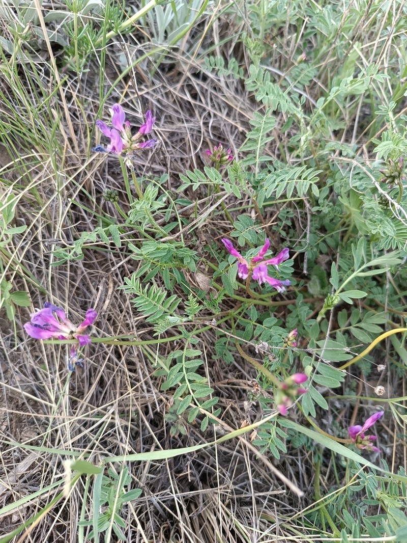 Astragalus ceratoides photo 5