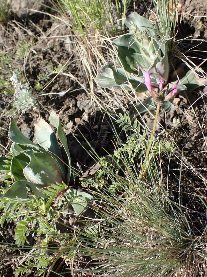 Astragalus ceratoides photo 6