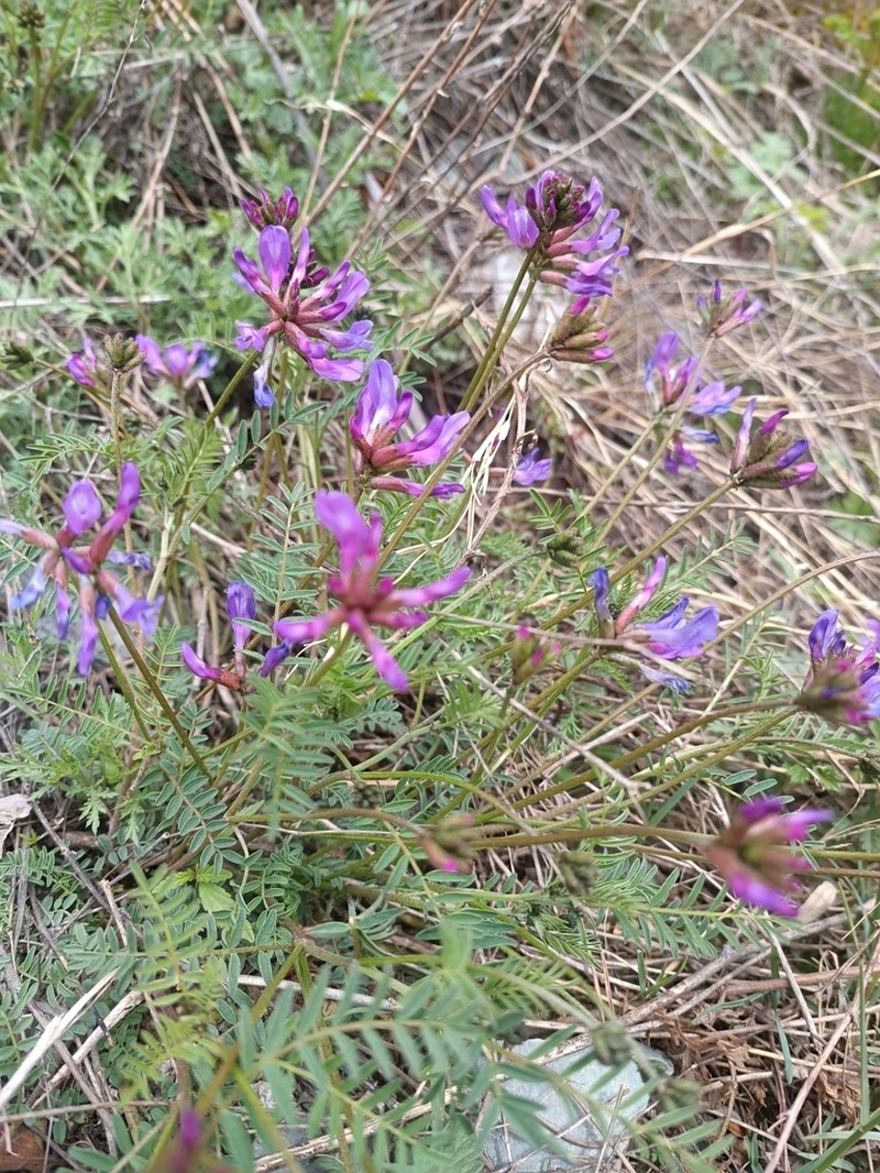 Astragalus ceratoides photo 7