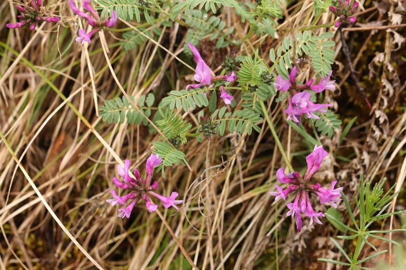 Astragalus ceratoides photo 8