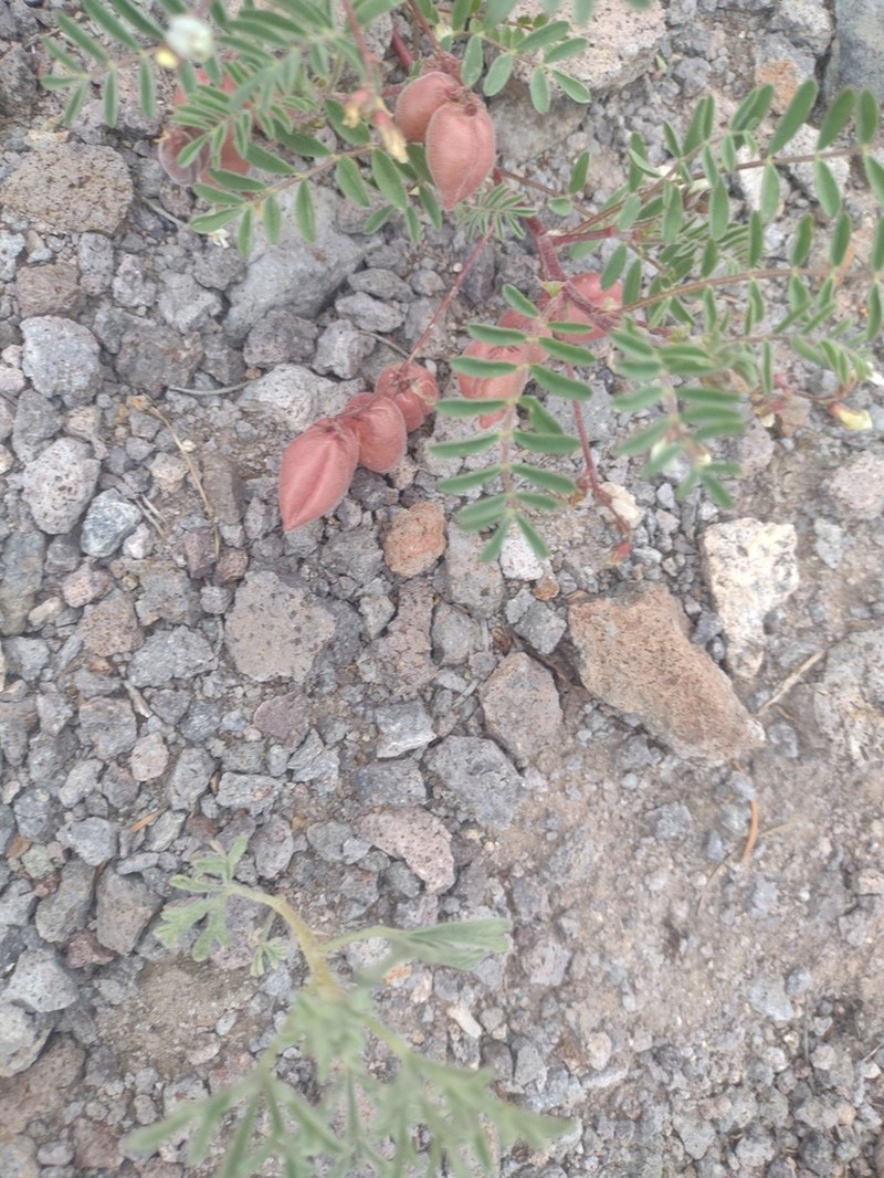 Powdery Milkvetch photo 3