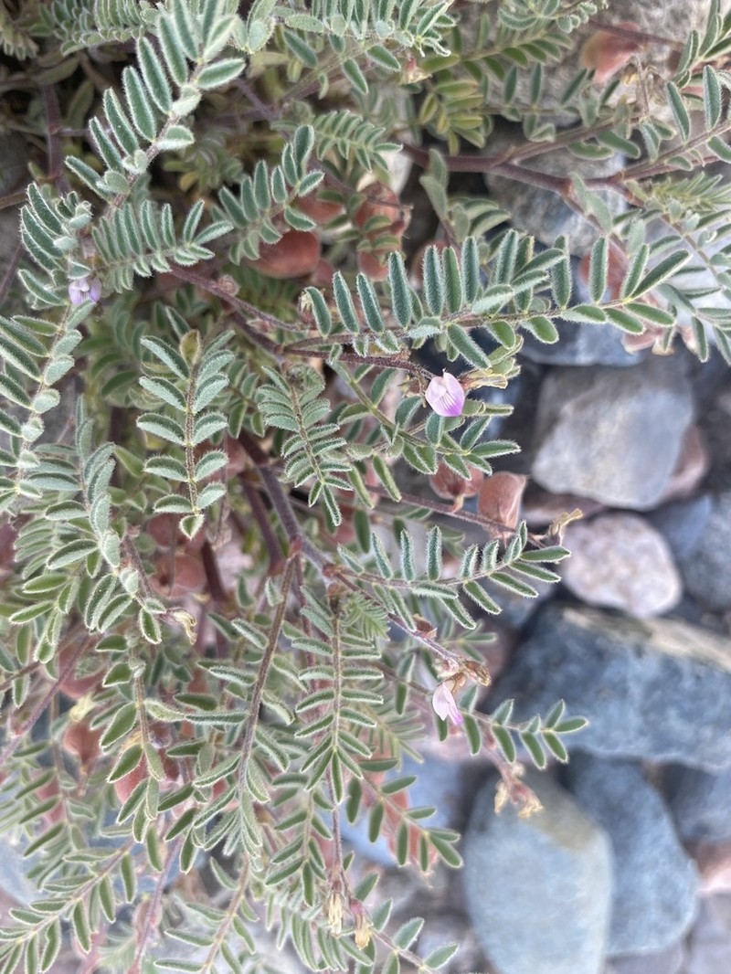 Powdery Milkvetch photo 4