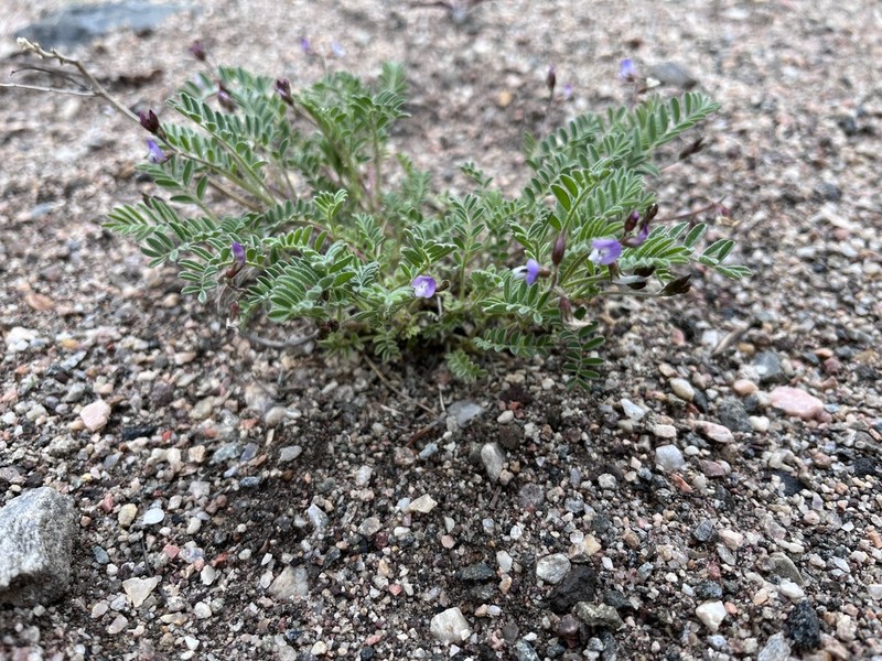 Powdery Milkvetch photo 5