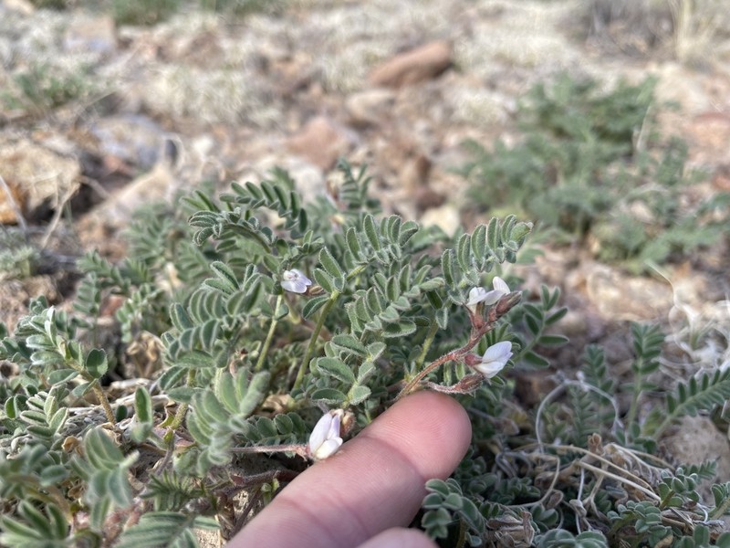 Powdery Milkvetch photo 6