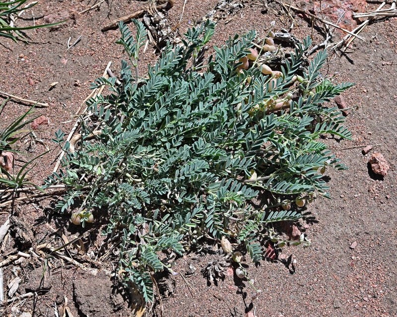 Powdery Milkvetch photo 7