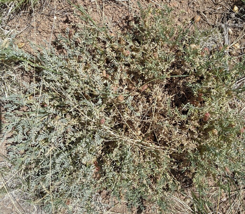 Powdery Milkvetch photo 8