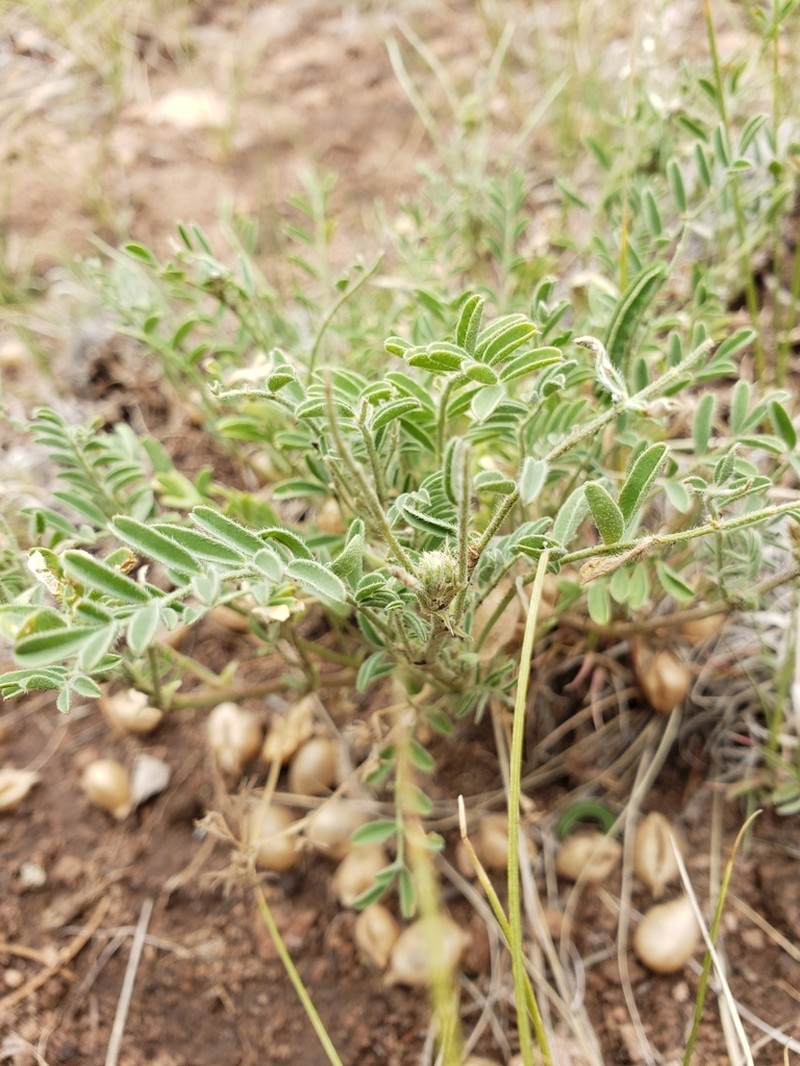 Powdery Milkvetch
