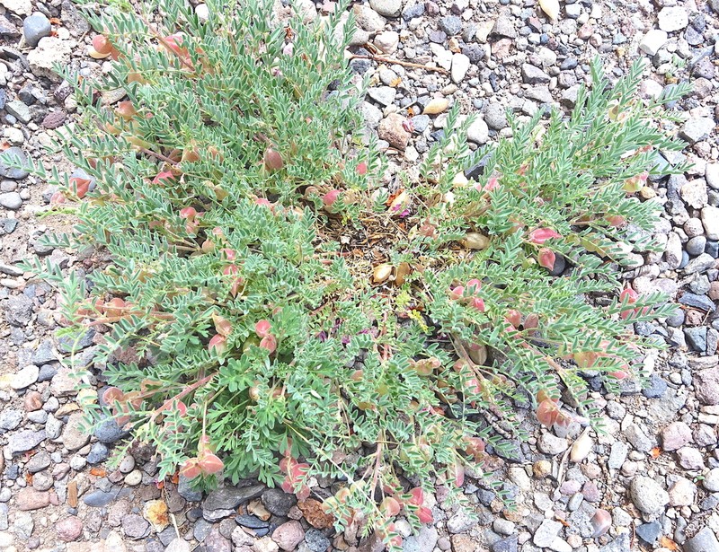 Powdery Milkvetch photo 2