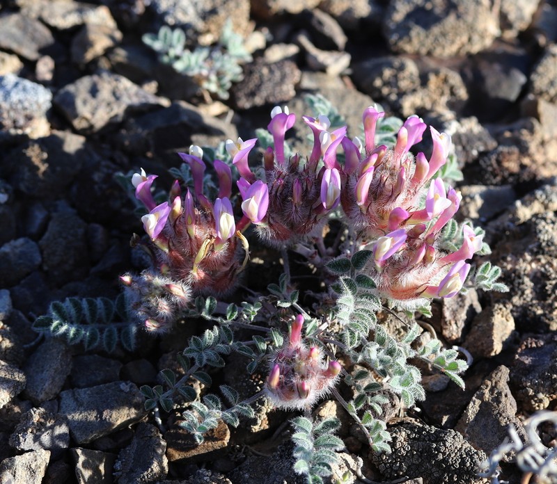 Astragalus chaetodon
