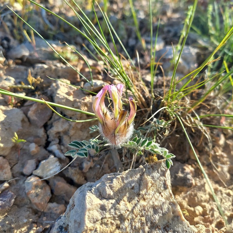 Astragalus chaetodon photo 2