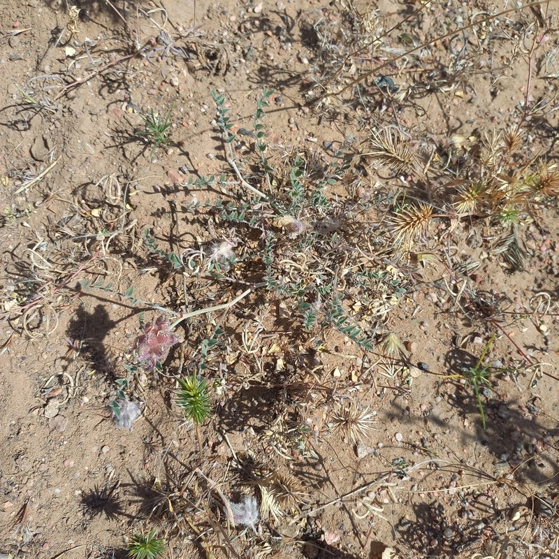 Astragalus chaetodon photo 3