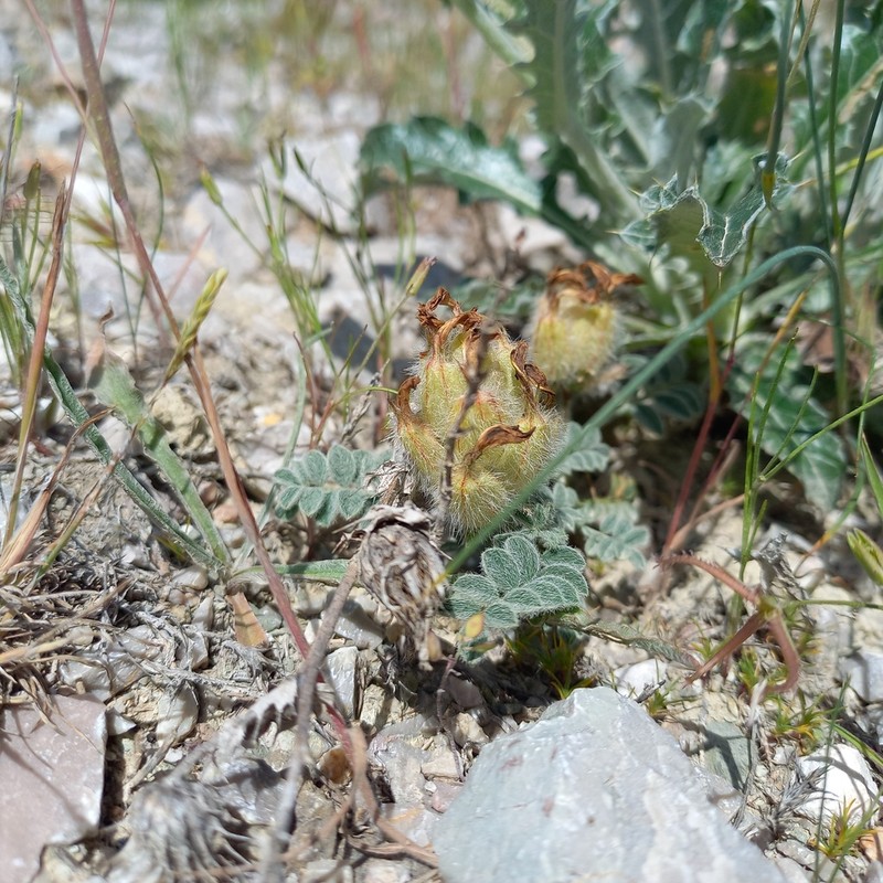 Astragalus chaetodon photo 4
