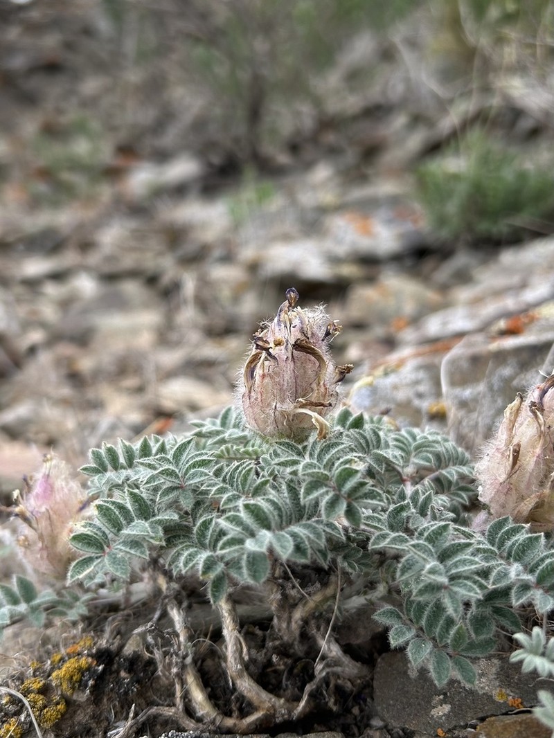 Astragalus chaetodon photo 5