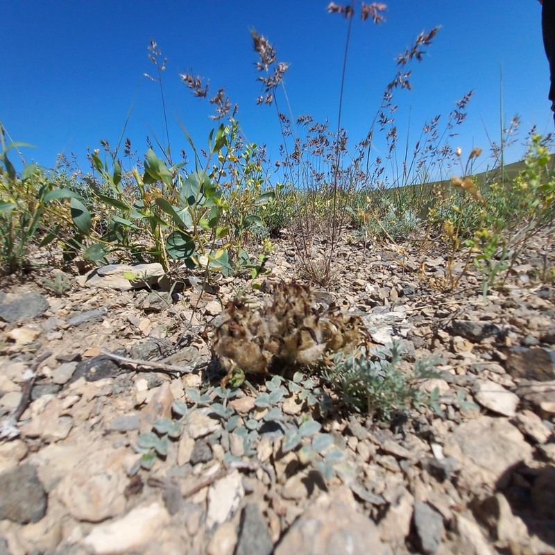Astragalus chaetodon photo 6