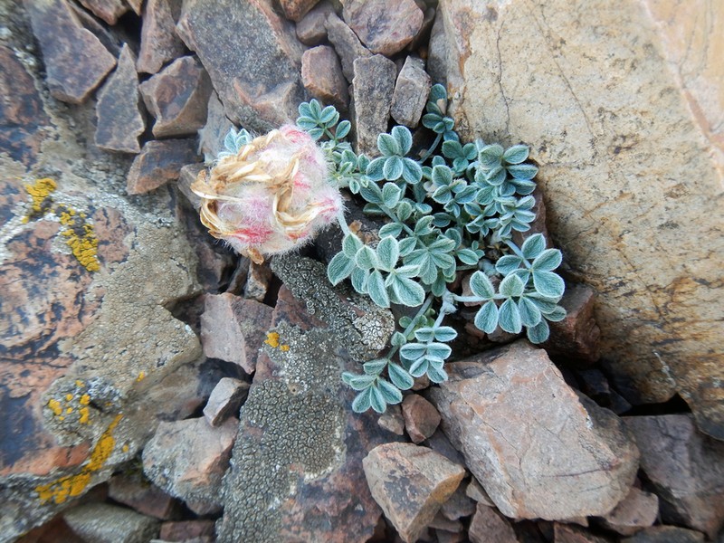 Astragalus chaetodon photo 7