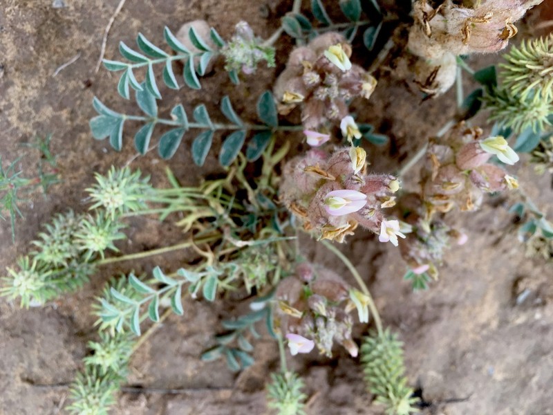 Astragalus chaetodon photo 8