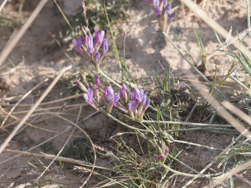 Astragalus chaidamuensis