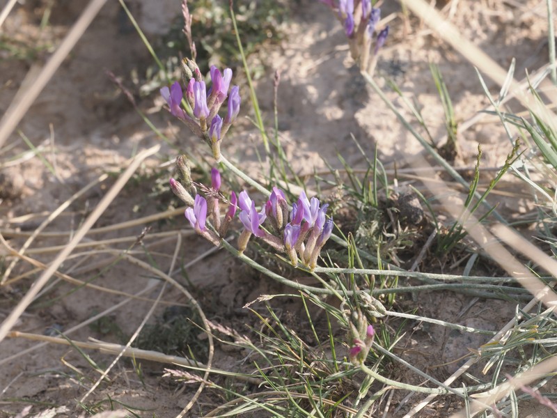 Astragalus chaidamuensis photo 2