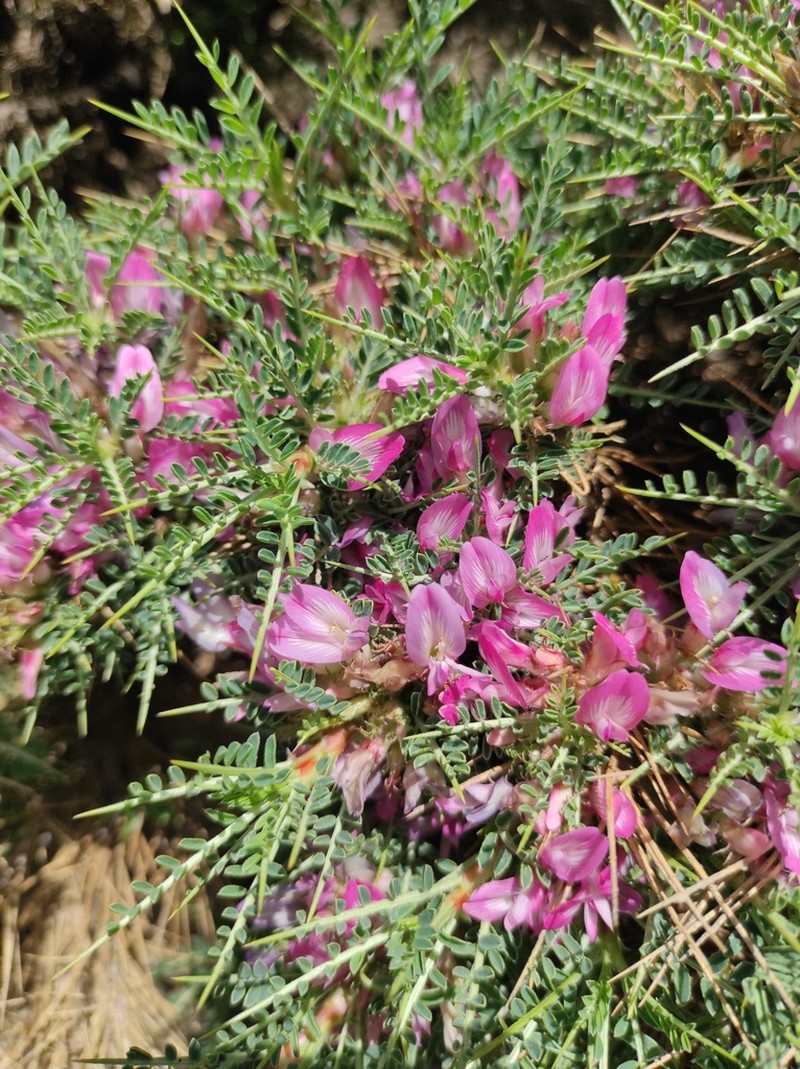 Astragalus chalaranthus