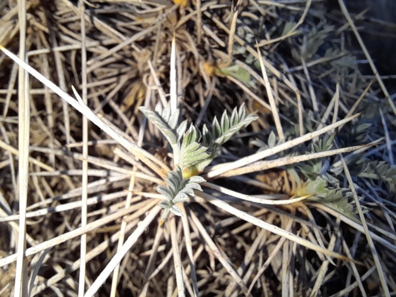 Astragalus chalaranthus photo 3
