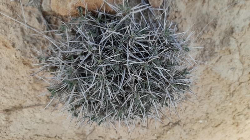 Astragalus chalaranthus photo 4