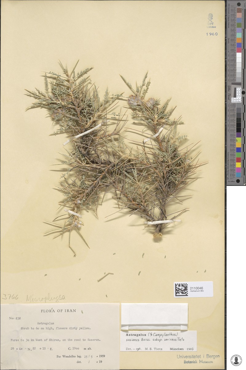 Astragalus chalaranthus