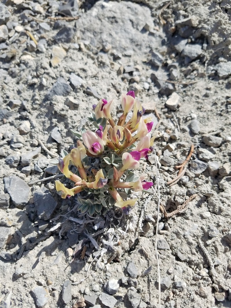 Cicada Milkvetch photo 3