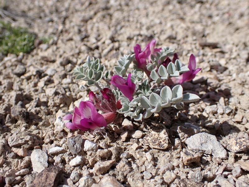 Cicada Milkvetch photo 4