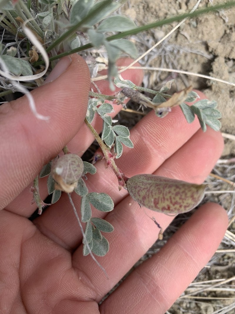 Cicada Milkvetch