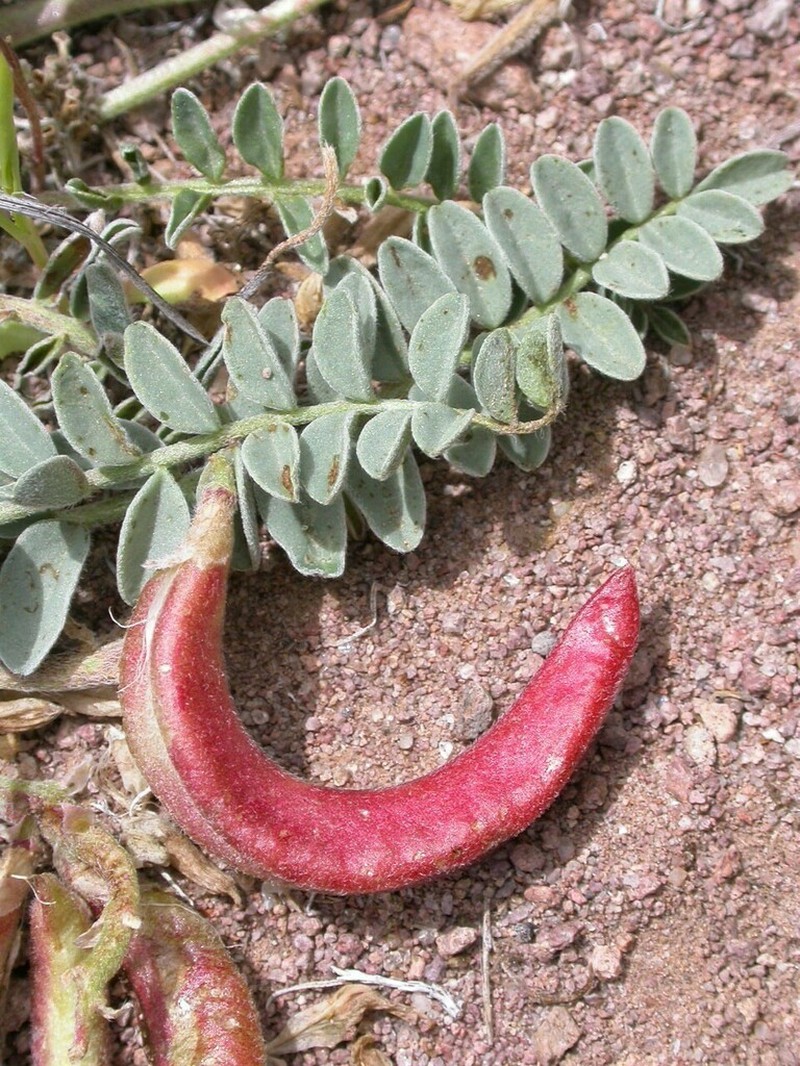 Ground-Crescent Milkvetch