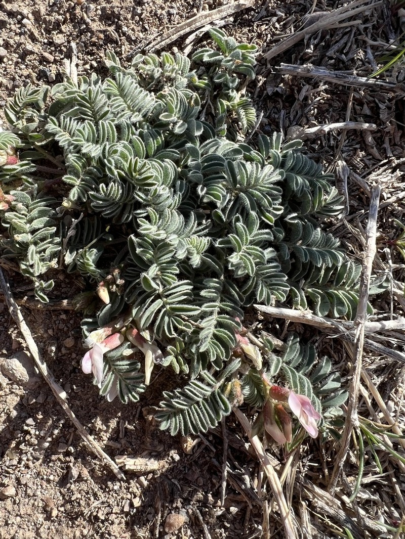 Ground-Crescent Milkvetch photo 5