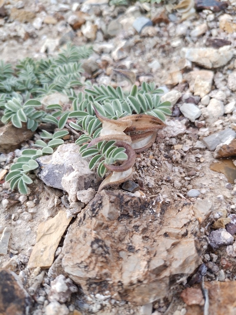 Ground-Crescent Milkvetch photo 6
