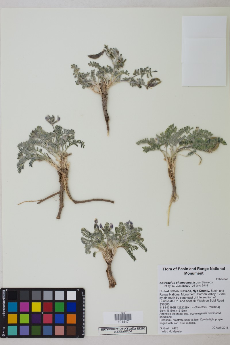 Ground-Crescent Milkvetch