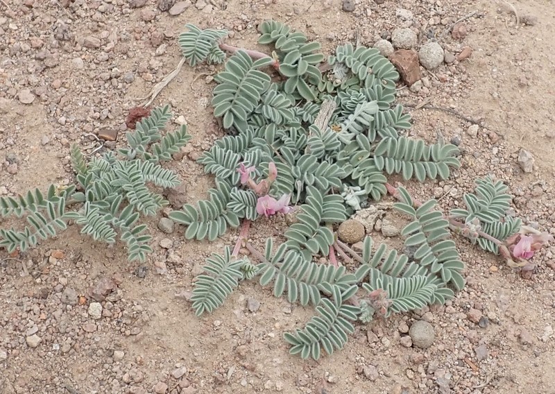 Ground-Crescent Milkvetch photo 2