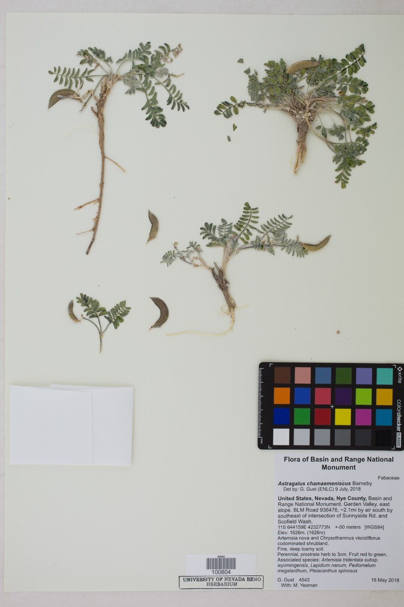 Ground-Crescent Milkvetch photo 3