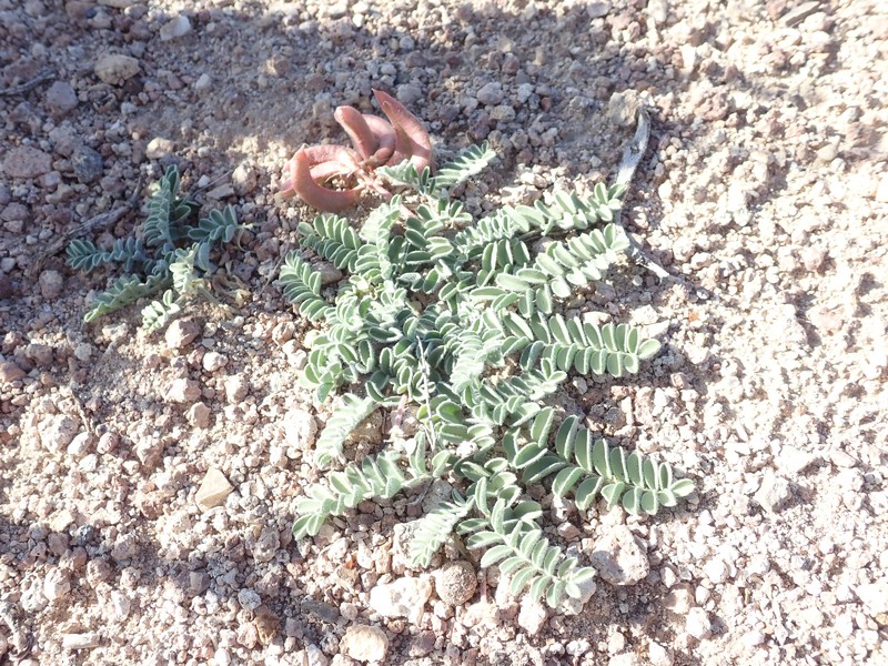Ground-Crescent Milkvetch photo 4