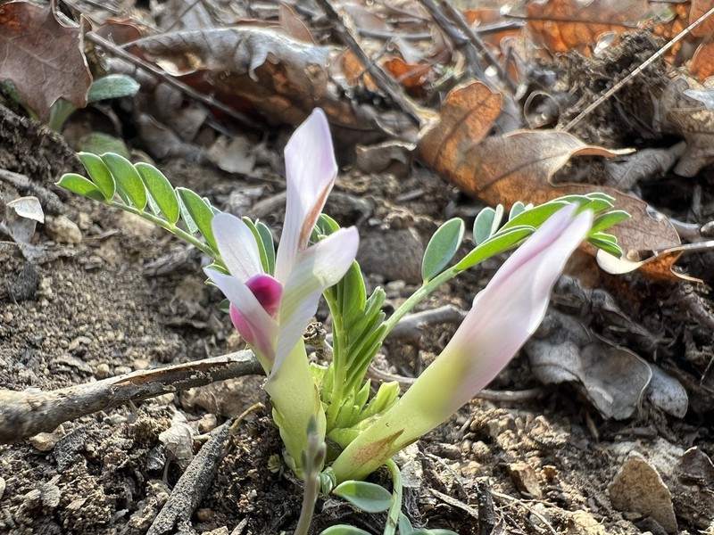 Astragalus chamaephaca photo 2