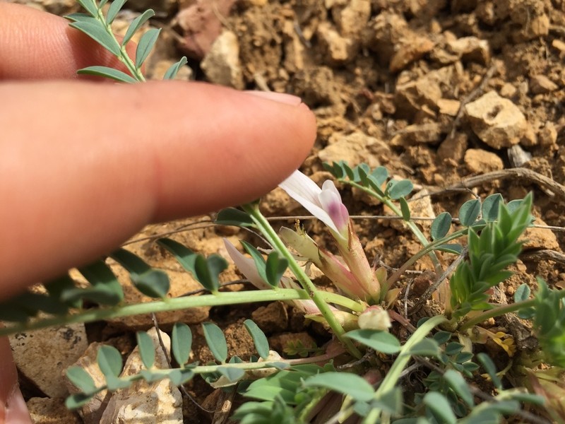 Astragalus chamaephaca photo 4