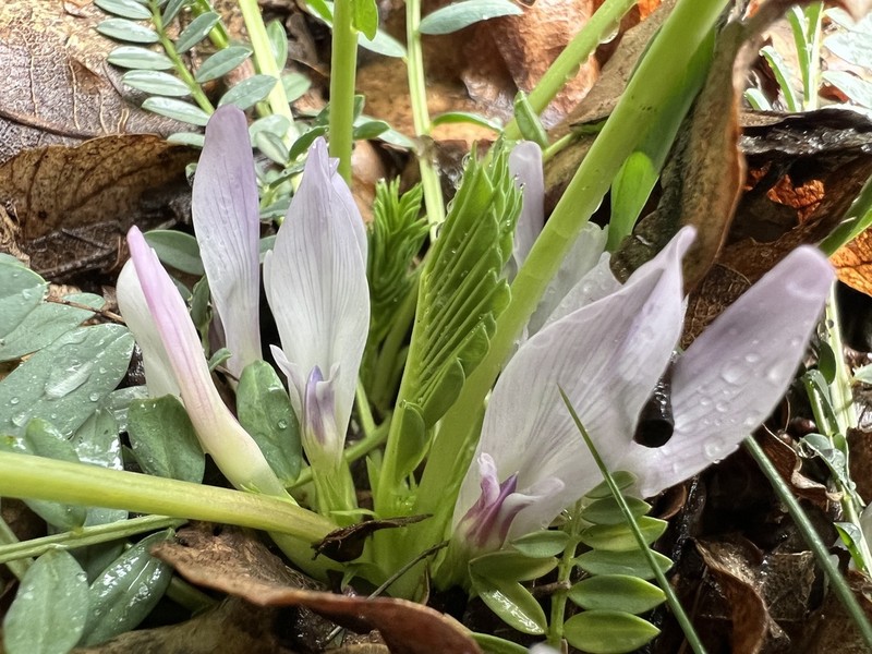 Astragalus chamaephaca photo 5